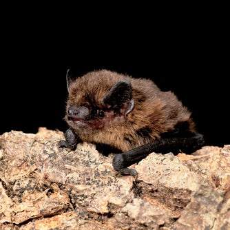 Juvenile male common pipistrelle bat (Pipistrellus pipistrellus) resting on tree limb